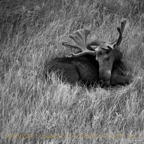 Sleeping Moose