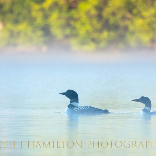 A Pair of Loons