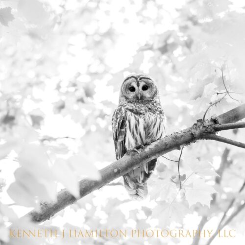 Barred Owl