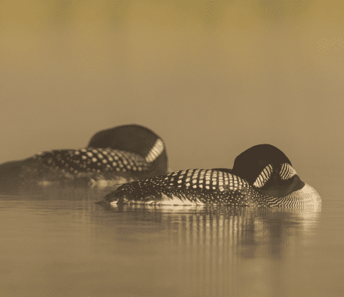 Sleeping Loons