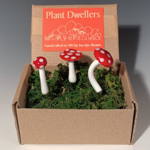 Glass Plant Dwellers