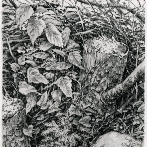 Second Growth Etching