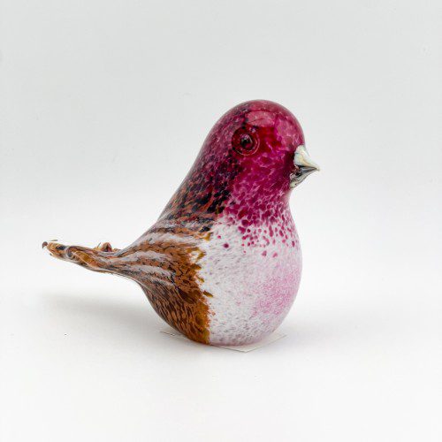 Purple Finch