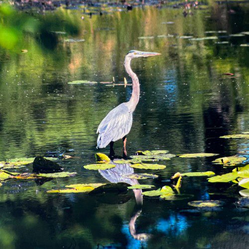 Alternative view of Great Blue Heron Photograph