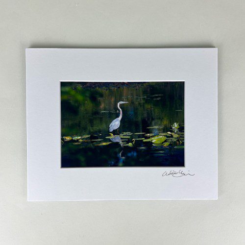 Great Blue Heron Photograph