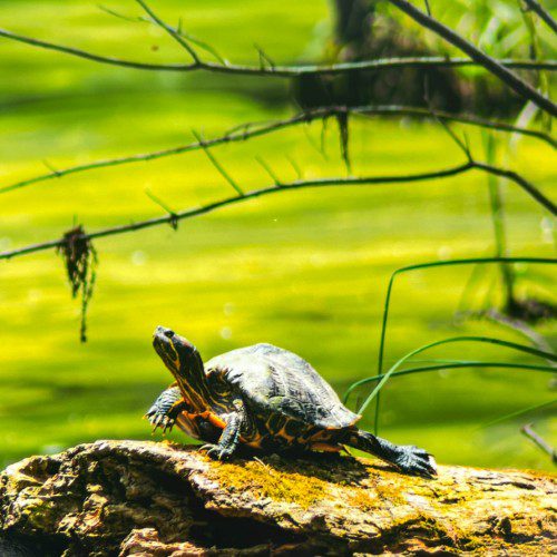 Alternative view of Turtle Photograph