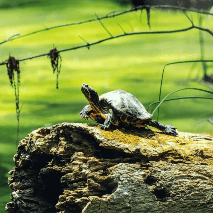 "Live Long & Prosper" Matted Print