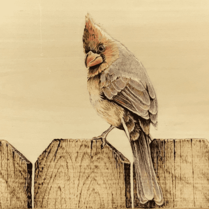 Alternative view of Cardinal Pyrography