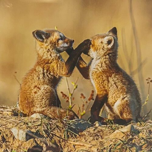 Alternative view of Kits will be Kits