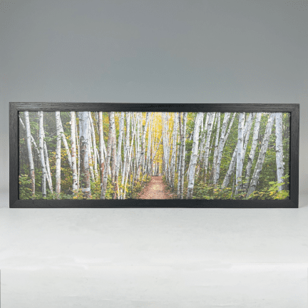 Framed "Birch Path"