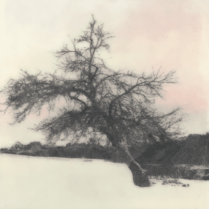 Alternative view of "Old Apple Tree" Encaustic