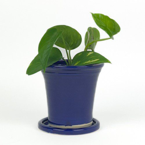 Indigo Planter