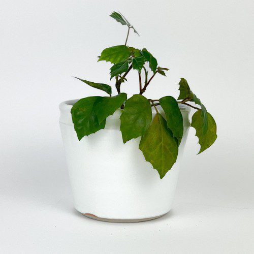 White Planter/Cache Pot