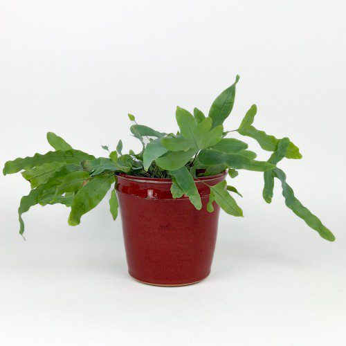 Red Planter/Cache Pot