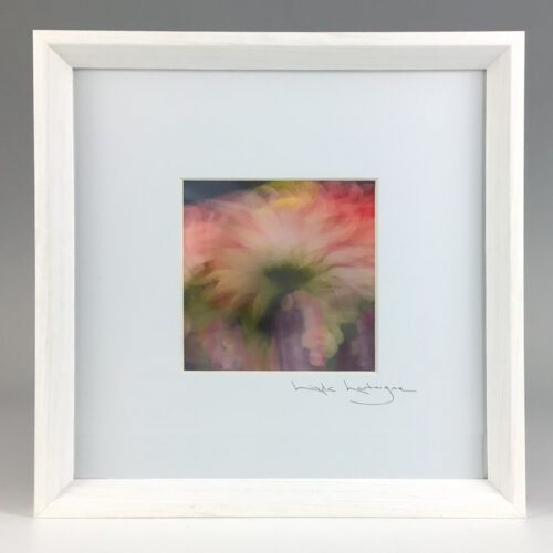 “Dahlia" Framed Photograph