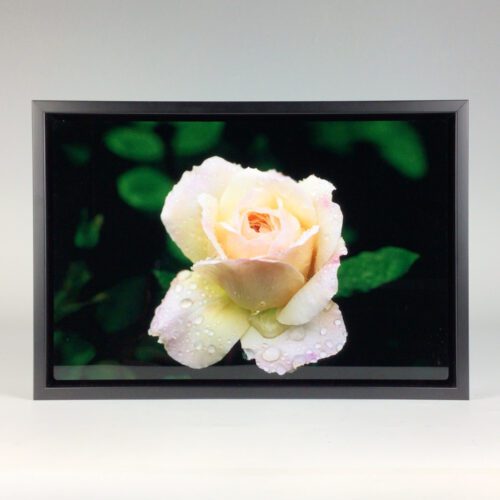 “Peach Rose" Framed Photograph