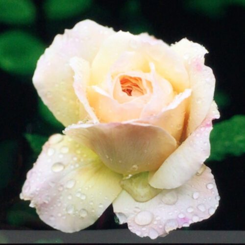 Alternative view of “Peach Rose" Framed Photograph
