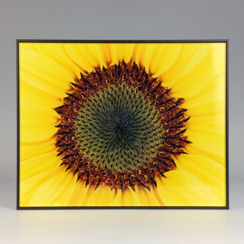 “Sunny Smile" Framed Photograph