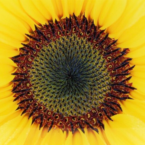 Alternative view of “Sunny Smile" Framed Photograph