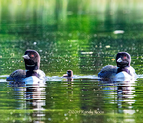 Loon Family #1