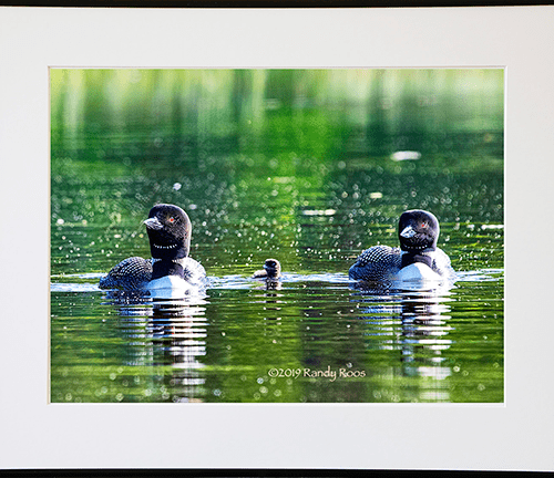 Alternative view of Loon Family #1