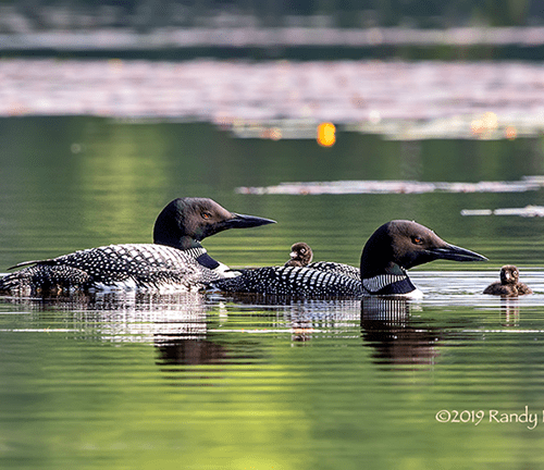 Loon Family #2