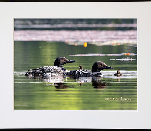 Alternative view of Loon Family #2