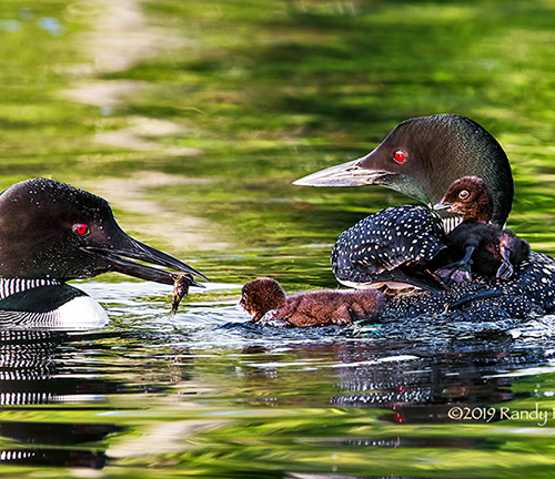 Loon Family #3
