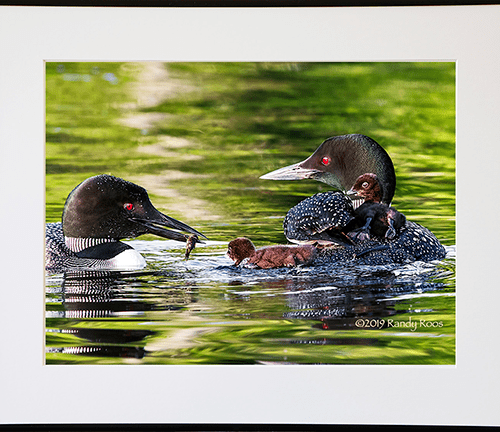 Alternative view of Loon Family #3