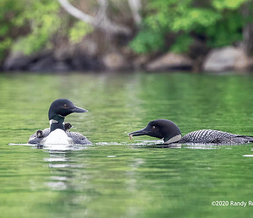 Loon Family #4
