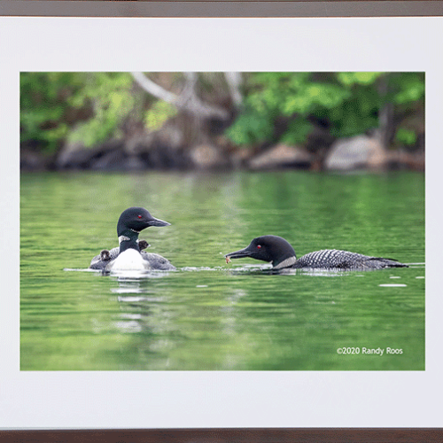Alternative view of Loon Family #4