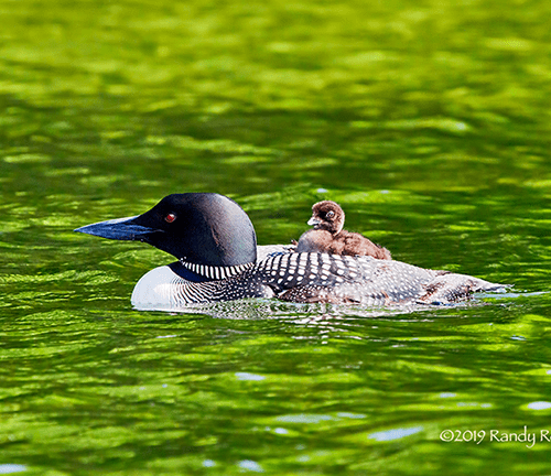 Loon Parent and Chick