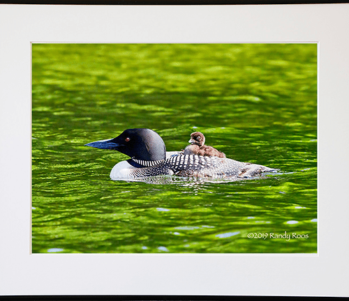 Alternative view of Loon Parent and Chick