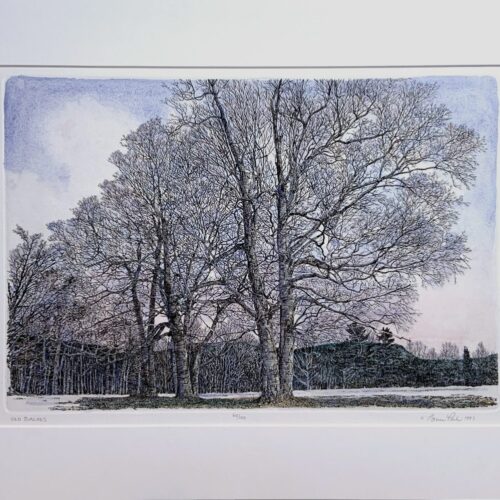 Alternative view of "Old Birches" Etching