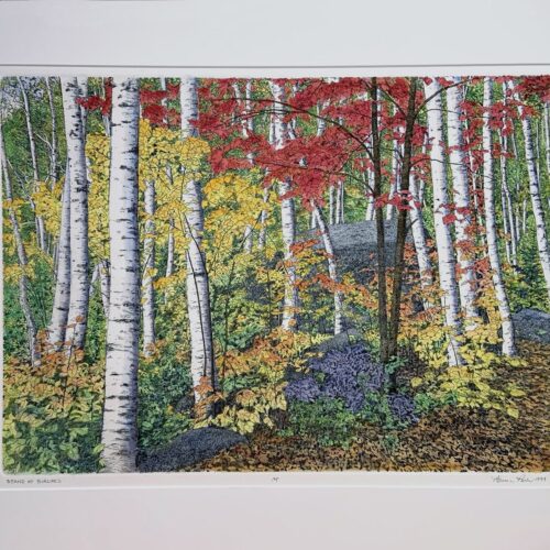 Alternative view of "Stand of Birches" Etching